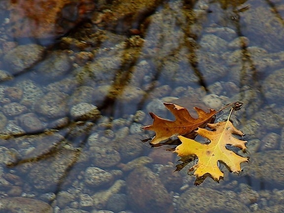 leaf, leaves, streams, water, reflections