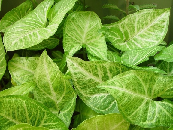 leafy, background