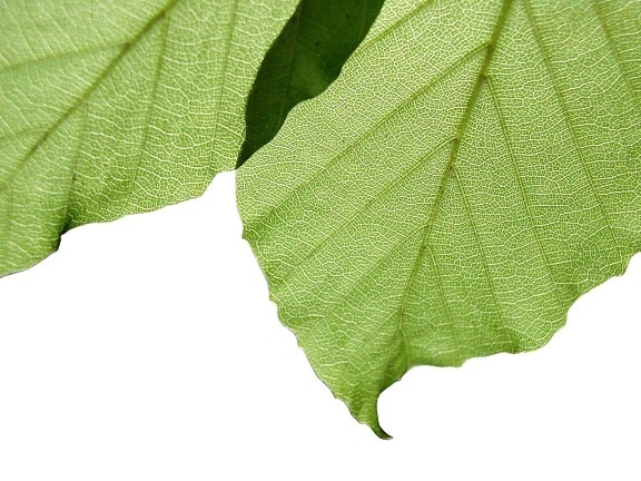 leaves, white background