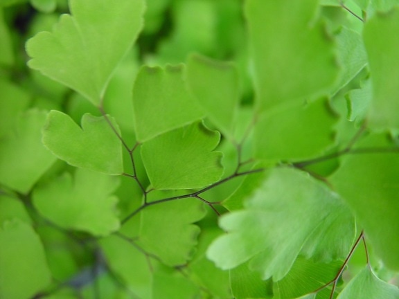 little, green leaves