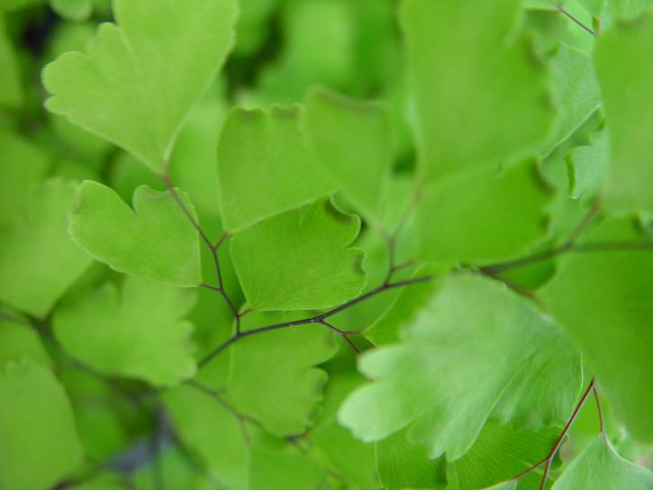 kleine, grüne Blätter, in der Nähe
