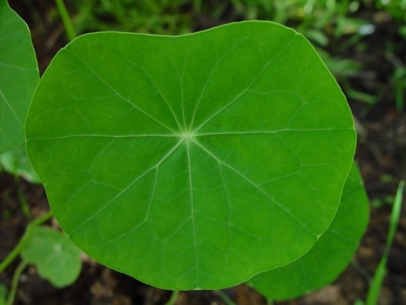 nasturtium, leaf