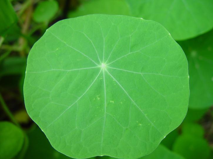 nasturtium, leaf, face