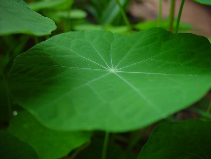 nasturtium, leaf, shade