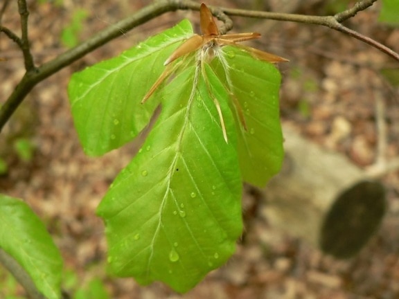new, green leaves