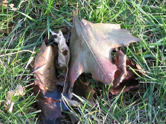 old, dead, leaf, grass