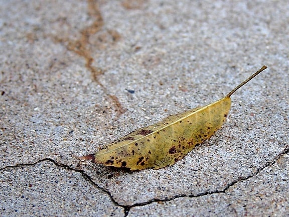 old, leaf, rock