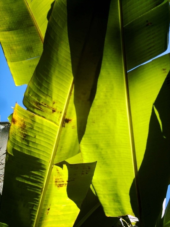 palm, leafs