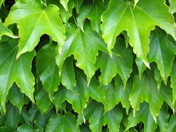 植物の緑の葉