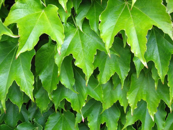 식물의 잎, 녹색