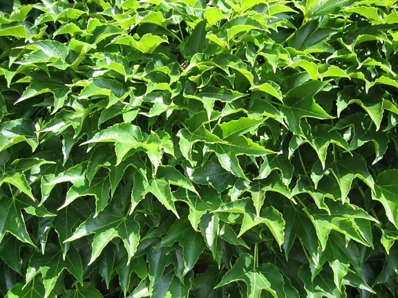 растение, листья, зеленый, стены