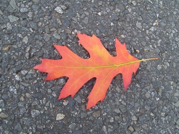 красный, осень, листья