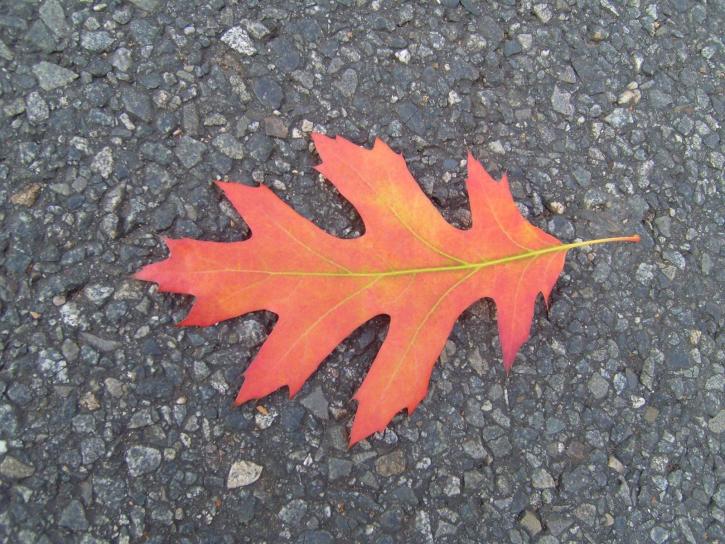 rood, herfst, blad
