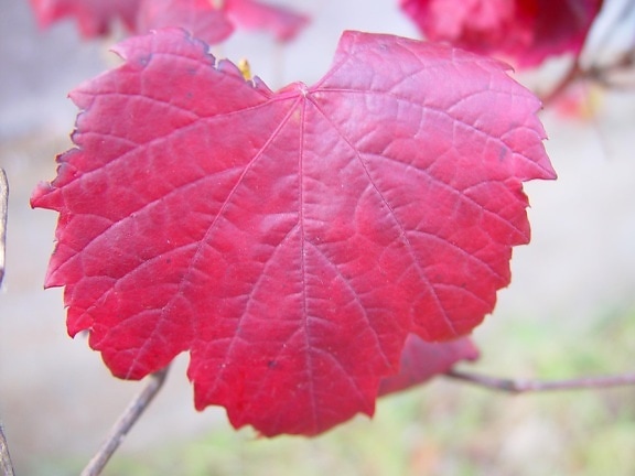 red, grape, leaf