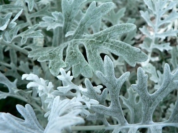 silver, leaves