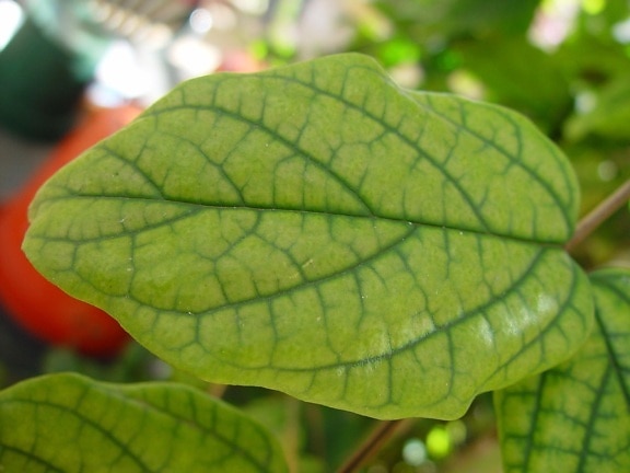 veiny, leaf