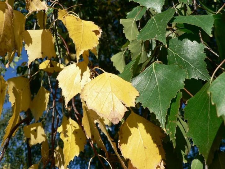 yellow, green, birch, leaves