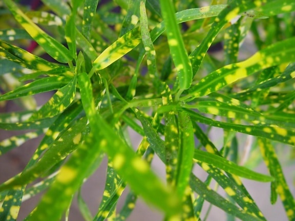 yellow, speckled, leaves