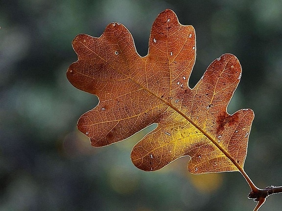 zion, national park, leaf, leaves