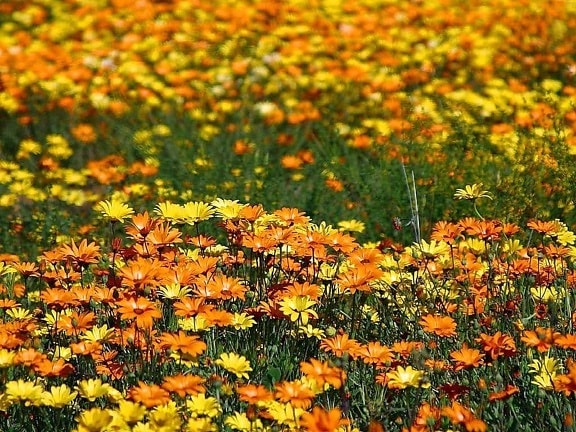 flowers, meadow, field