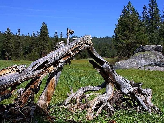 logs, meadows