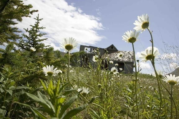 major, plan, white flowers, meadow, front, chalets