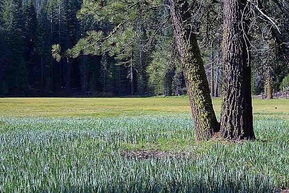 Meadows, Lumut, pohon