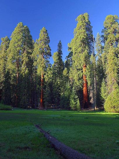 rétek, sequoia