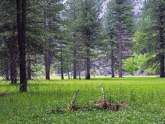 Meadows, pohon, rumput pines