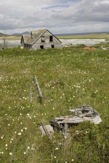 old, abandoned, wooden, shed, meadow, flowers
