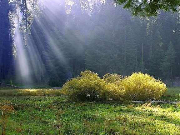 rays, meadow