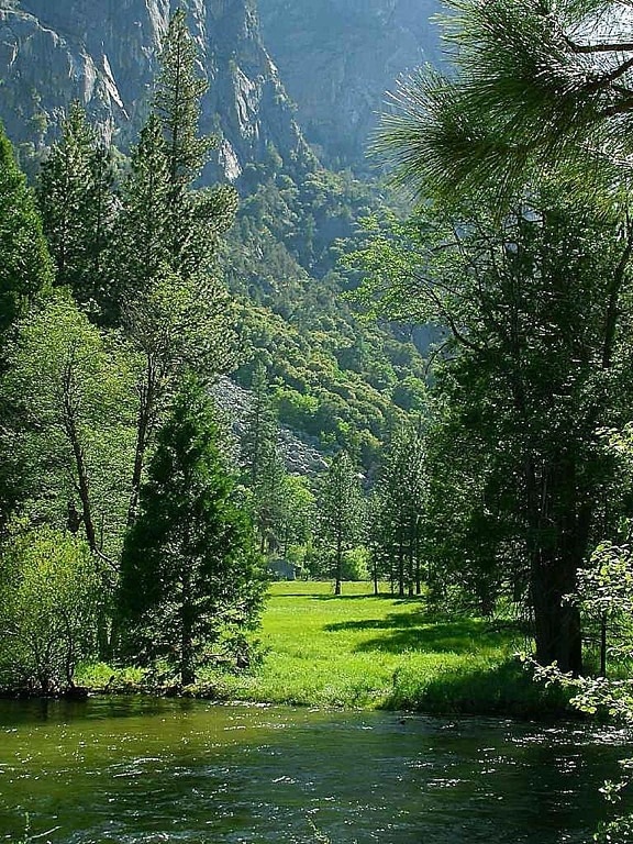 Sequoia, parker, enge, floden, vandløb, træer, grøn