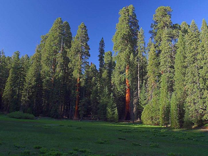 Sequoia, padang rumput, pepohonan, hijau, matahari terbit