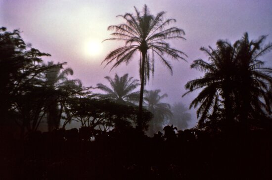 palmeras, noche, África