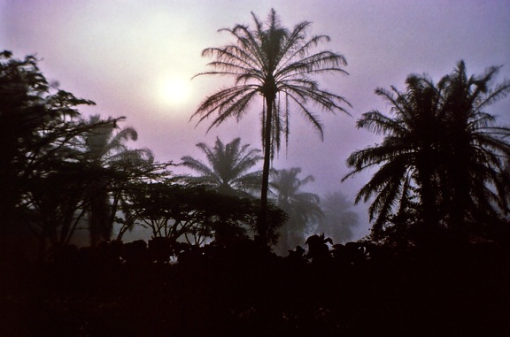 kelapa sawit pohon, malam, Afrika