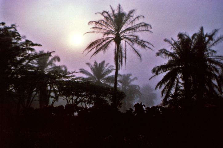 палмови дървета, нощ, Африка