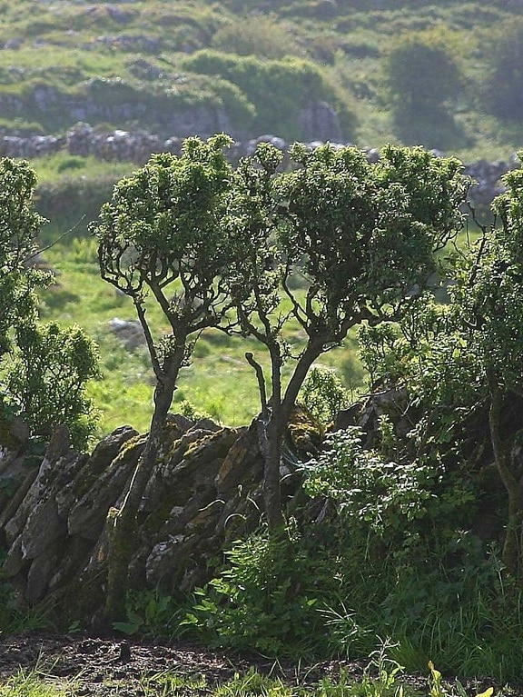 hedge, green, tree, mountain