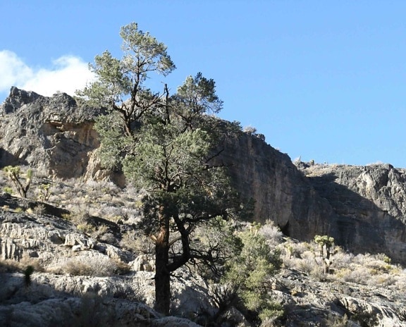 drzewo, na zboczu, górzysty, region