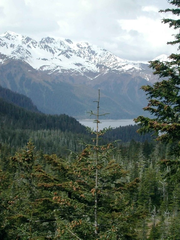 top, tree, looking, mountains