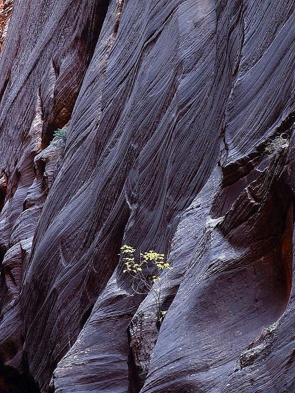 скали, стеснява Сион, Национален парк