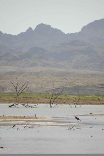 cênica, Cibola, deserto, refúgio, vadear, pássaro, primeiro plano