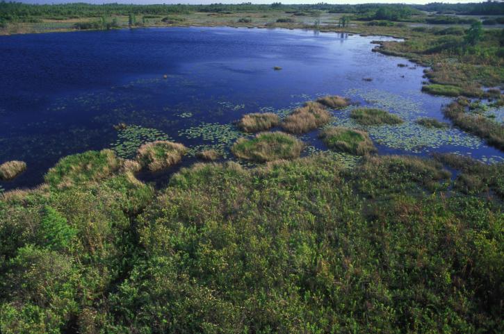 aerial, wetlands, Okefenokee