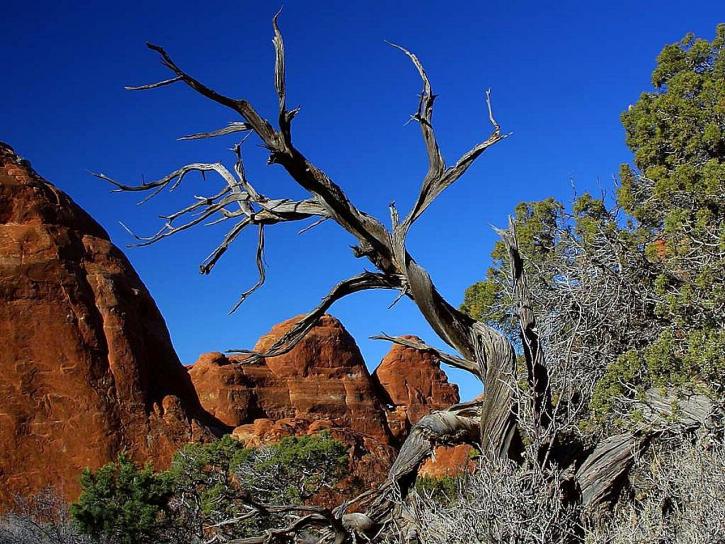 arches, national park, old, tree