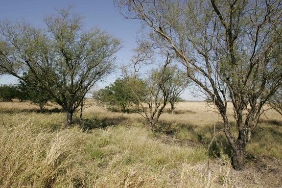 dry, habitat, high, grasses