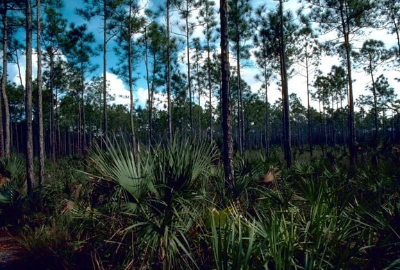 Everglades, parc national