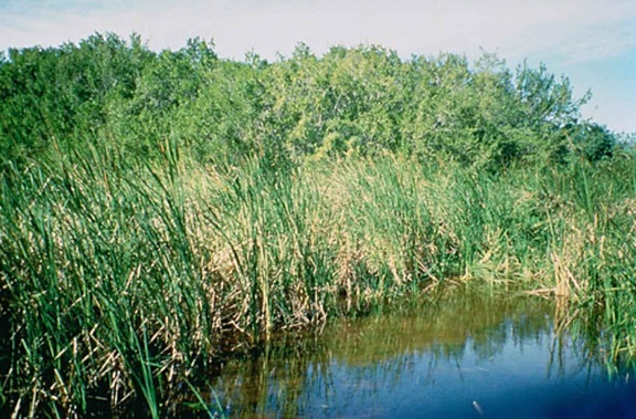 Everglades, parc national, la Floride