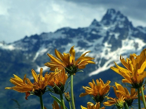 grand, Teton, national park, flowers