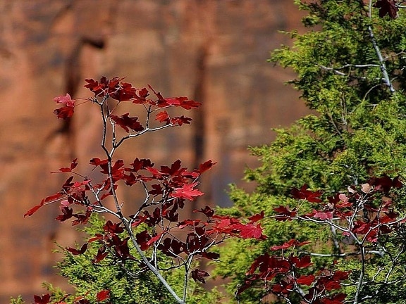red, leaves, Zion, national park