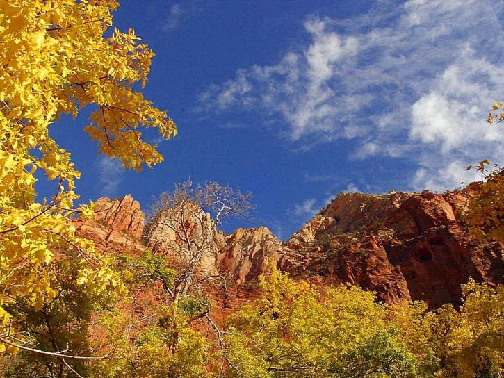 Zion national park, drzewa, żółty, liście, wzgórze