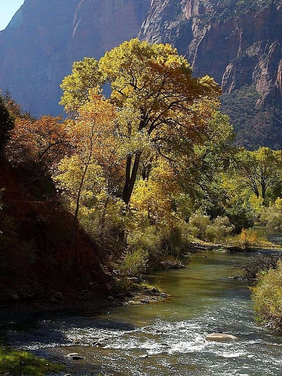 zion, national park, yellow